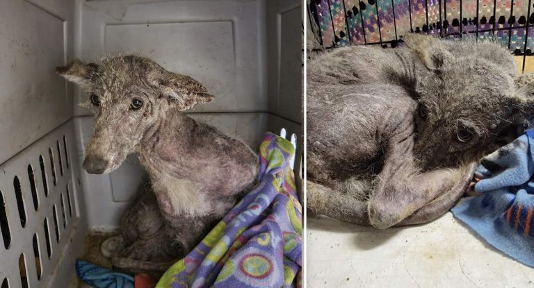 Dog Or Coyote? Woman Rescues Mystery Animal Outside Her Home