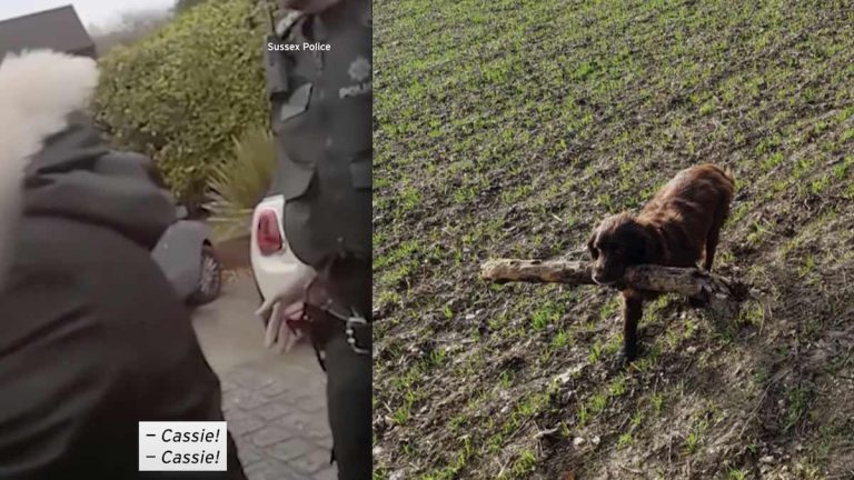 Cocker Spaniel Stolen 8 Years Ago Reunites With Emotional Family