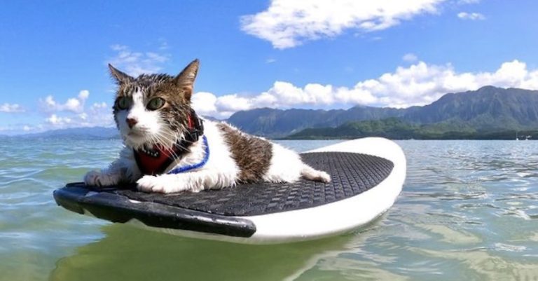 Hawaiian Cat Loves Surfing And Swimming With His Family