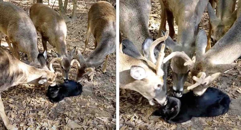 deer lick cat