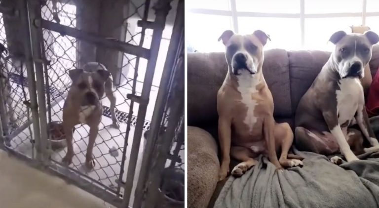 Man Adopts Neighbor’s Dog From Shelter After Learning He Was Abandoned