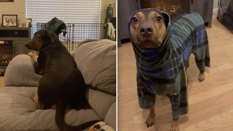 Dog Adorably Asks His Mom To Put On His Jammies