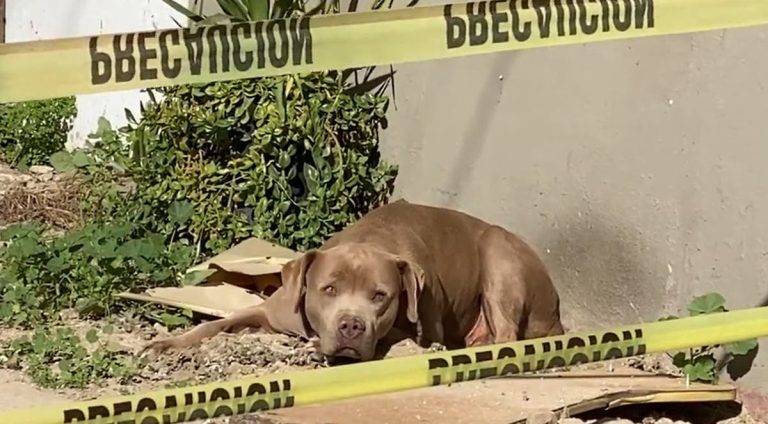 Dog Photographed Waiting For Murdered Mexican Journalist To Come Home Is Rescued
