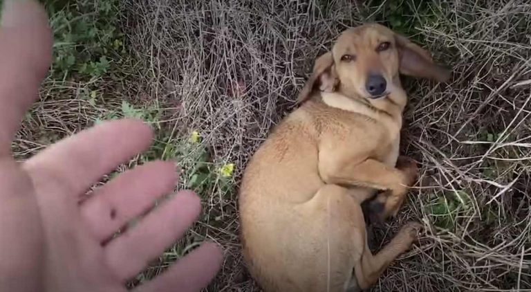 Dog Curls Up In Front Of Shelter To Get Rescued