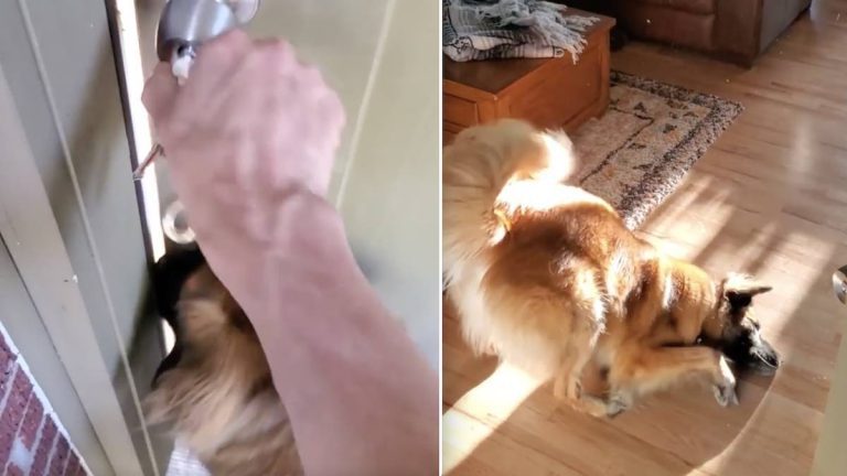 Dogs Hilariously Show Off How Happy They Are To Be Home From Vacation