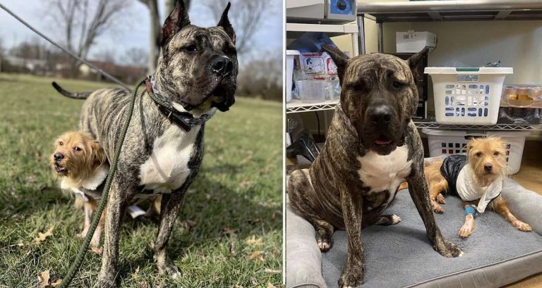 Emaciated Puppy Befriends Fellow Rescue Dog Who Was Just Like Him