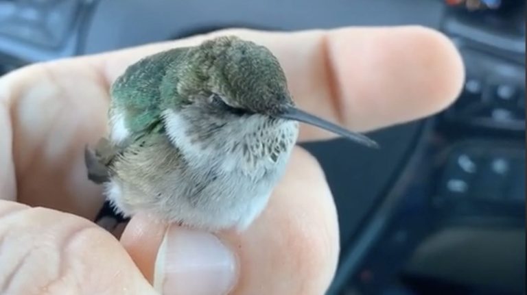 Man Finds Baby Hummingbird On Sidewalk