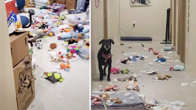 shelter dog has toy party