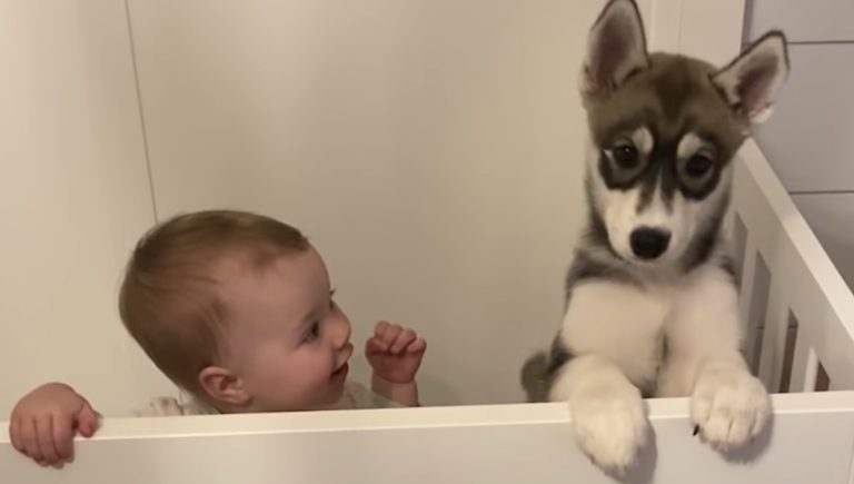 Baby Husky And Baby Girl Become Instant Best Friends
