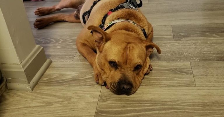 Shelter Dog Is Sad After Adopters Don’t Show Up To Meet Him