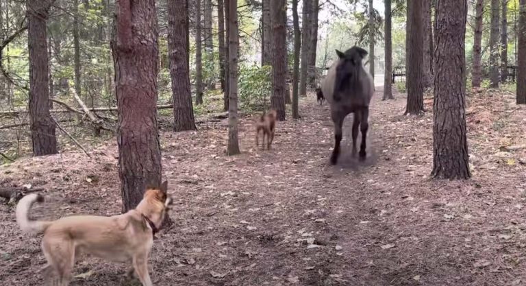 Horse Kicks A Tree, Farts on Dogs And Then Runs Away
