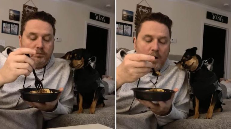 Tiny Dog Shows Off Her Highly Persuasive Begging Skills