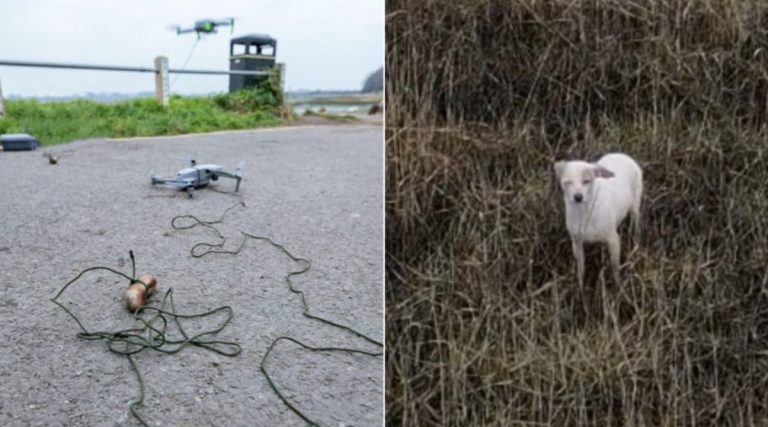 Dog Stuck On Dangerous Mud Flats Rescued With Drone Dangling A Sausage