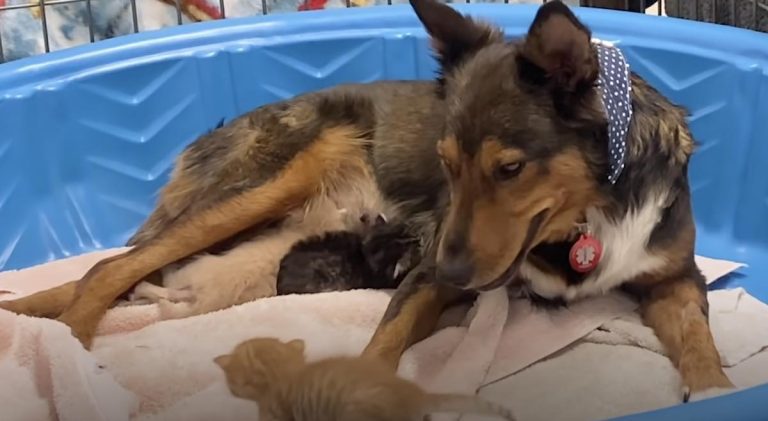 Stray Dog Who Lost Her Babies Has Her Heart Healed By Kittens