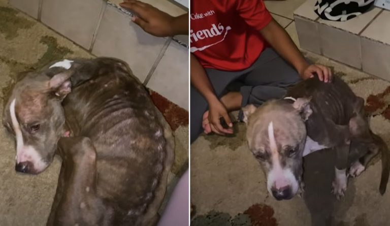 emaciated dog asks for help
