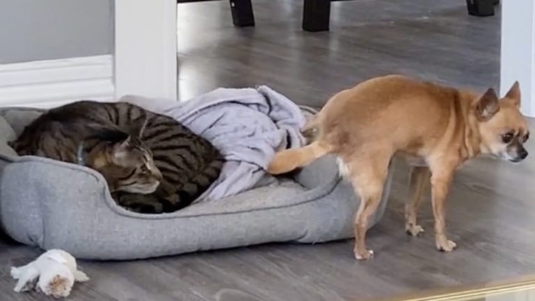 Tiny Dog Hilariously Finds Courage To Get Into Bed With Cat