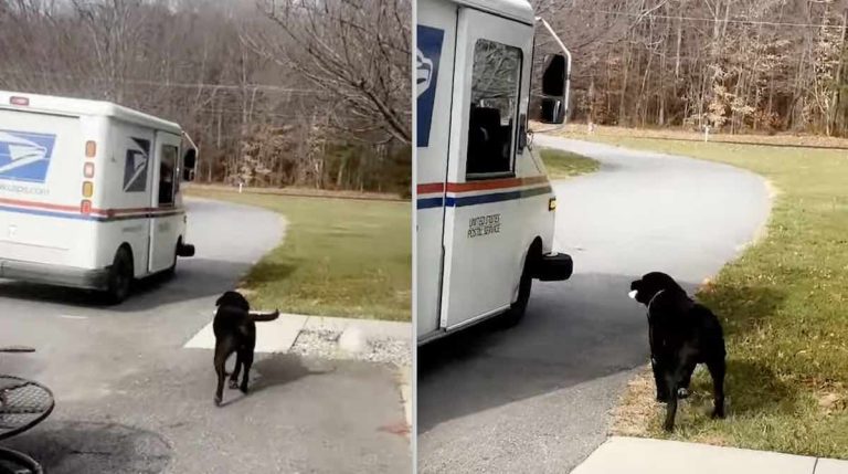 dog loves postal worker