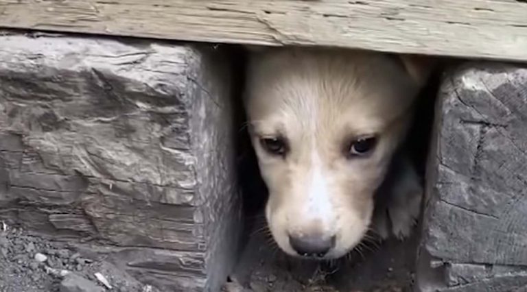 Feral Puppy Leads Rescuer Straight To Her Hiding Siblings