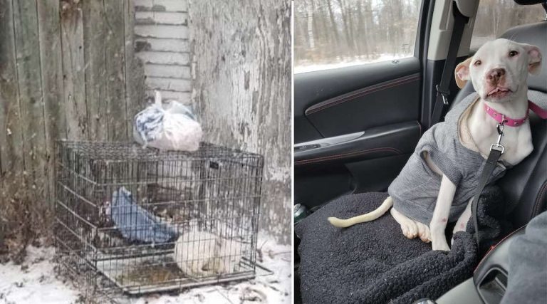 Starving Dog Trapped In Cage In Freezing Weather Finds Forever Home