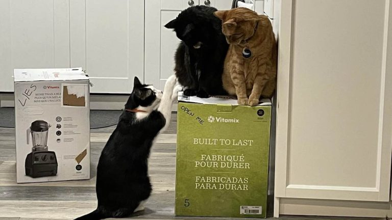 Owner Of Cats Holding Vitamin Blender Hostage Says Viral Saga To Be Continued