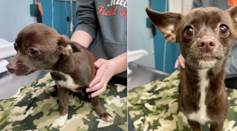 Man Walking Dog Sees Bag Moving, Finds Abandoned Chihuahua Inside