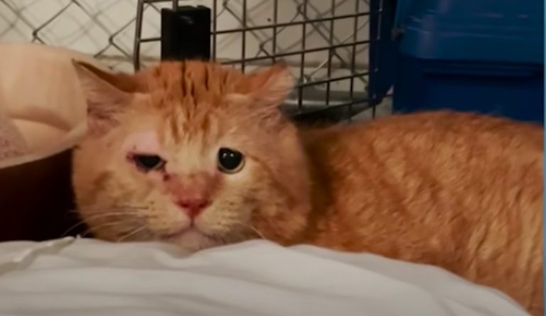 Scary Feral Cat Warms Up To Foster Mom After She Helps Him Feel Better