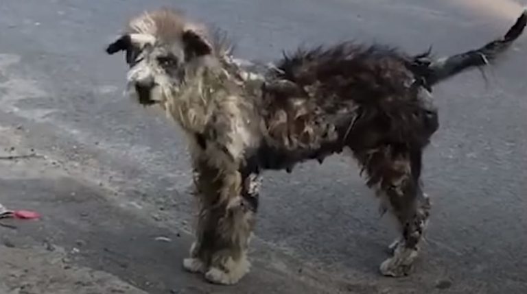 street dog rescued in Bali