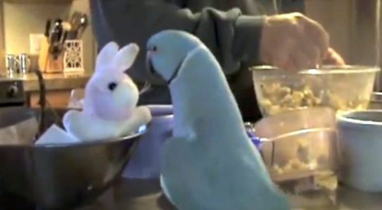 Adorable Parrot Loves His New Stuffed Bunny