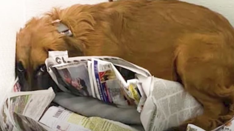 dog transforms at foster home