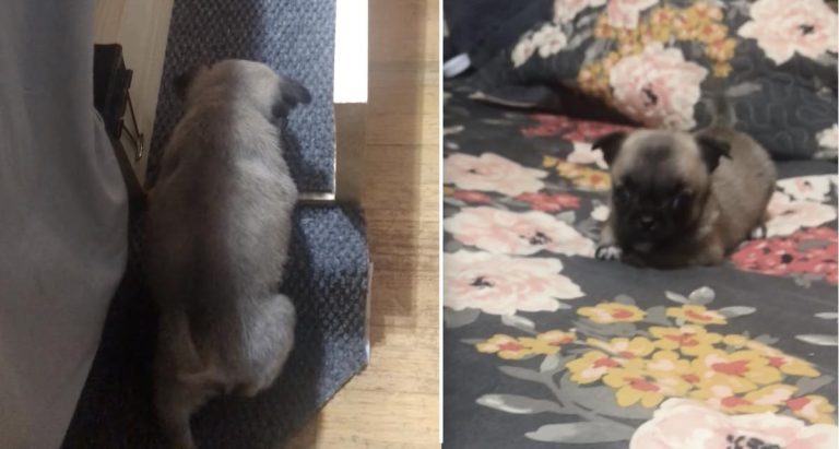 Tiny Puppy Gets Her Very Own Bed Ramp