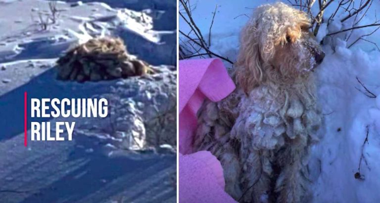 dog rescued from deep snow
