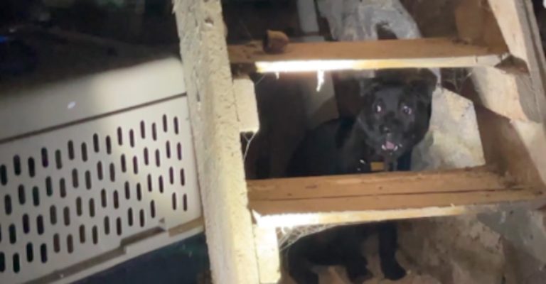 Rescuers Save Dog With Worst Embedded Collar They Have Ever Seen