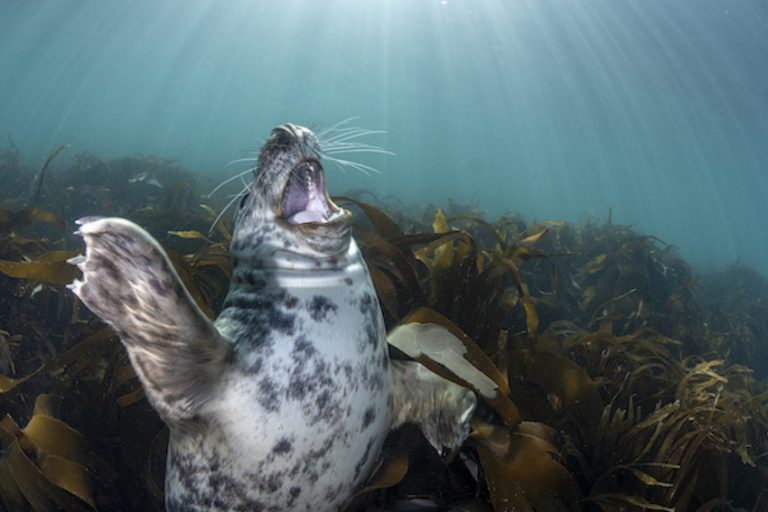 Life In British Waters Celebrated By Underwater Photographer Of The Year Award Winners