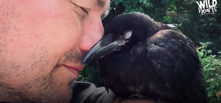 Crow Visits Rescuer For Morning Coffee Dates