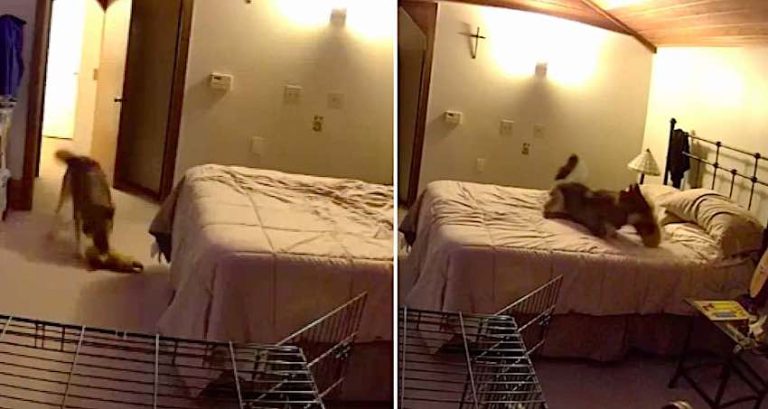 Dog Owner Sets Up Camera To Discover Who Keeps Unmaking Their Bed
