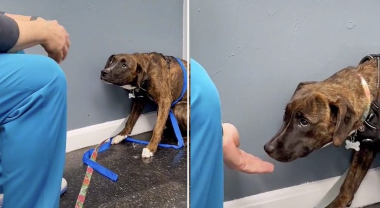 Kind Veterinarian Works Hard To Earn Cowering Dog’s Trust