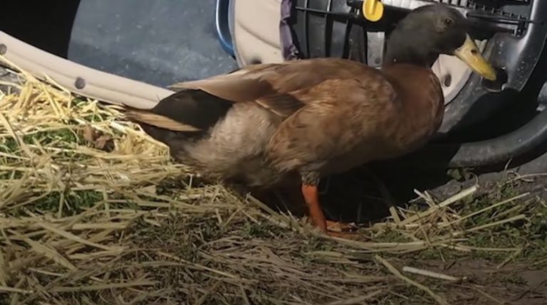 Duck Abandoned At Lake Asks The Perfect Family To Rescue Him