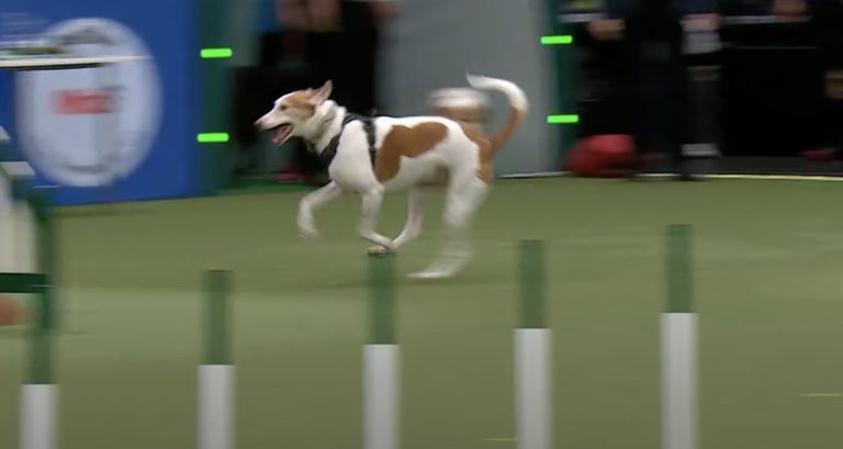 Rescue Dog Takes On Agility Course Her Way And Has Crowd Laughing