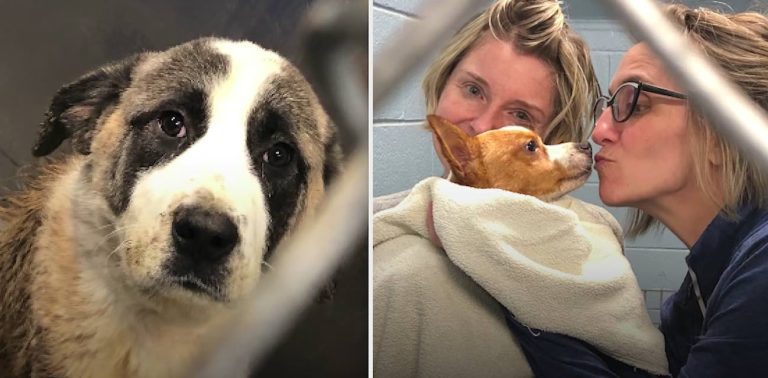 Dog Pals Locked In Crates For 6 Years Happily Reunite Months After Rescue