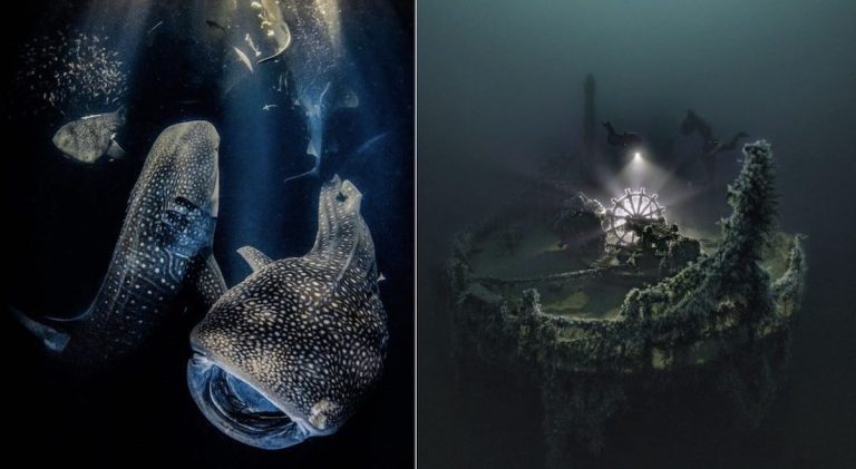 Underwater Photographer Of the Year 2022 contest Winners