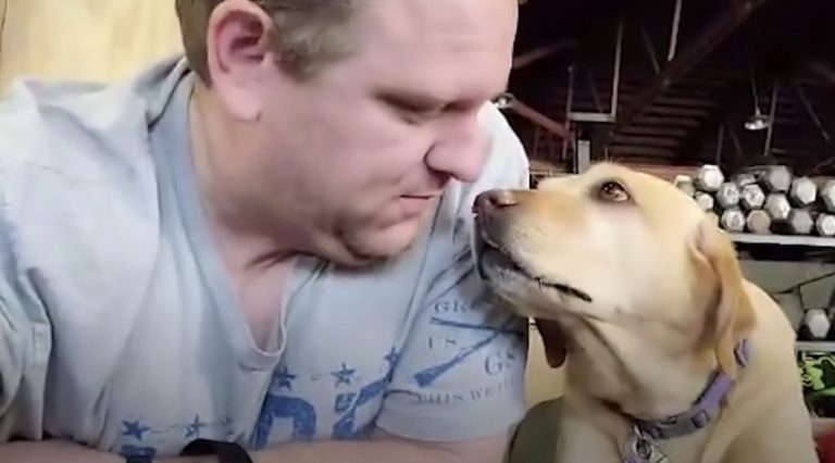 Dog Thrown Away By Puppy Mill Now Loves Going To CrossFit With Her Dad Every Day