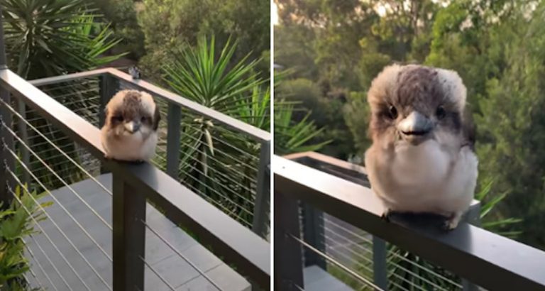 baby kookaburra chatting