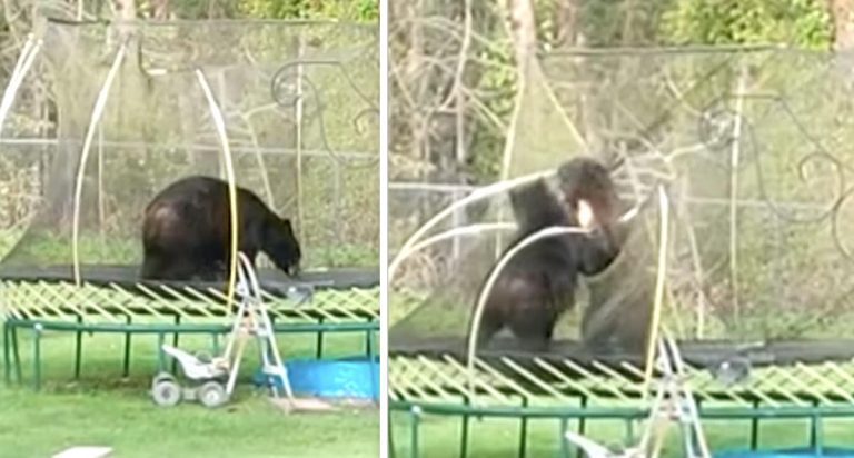 Black Bears Have a Blast Playing on Trampoline