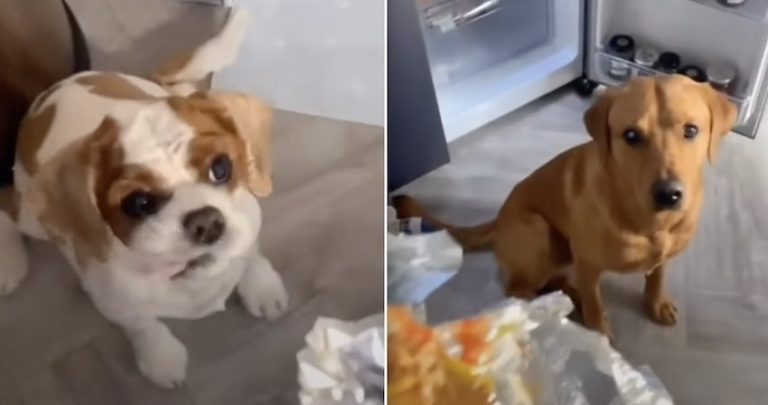 Big Dog Wants The Treat But The Small Dog Needs It