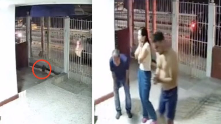 Family’s Heartwarming Reaction After Their Lost Dog Finds His Way Home