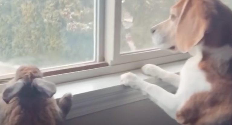 Beagle And Bunny Love To Keep A Lookout For Snow