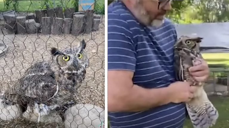 couple help owl in their chicken coop