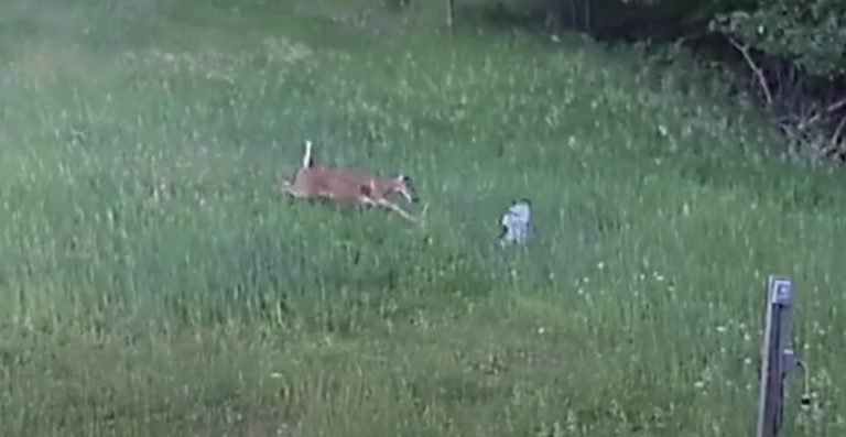 Deer Defends Rabbit from Swooping Hawk In Startling Video