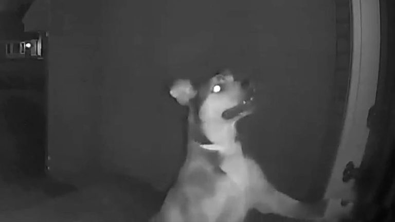 Dog Runs Away From Daycare And Rings Doorbell At Family Home