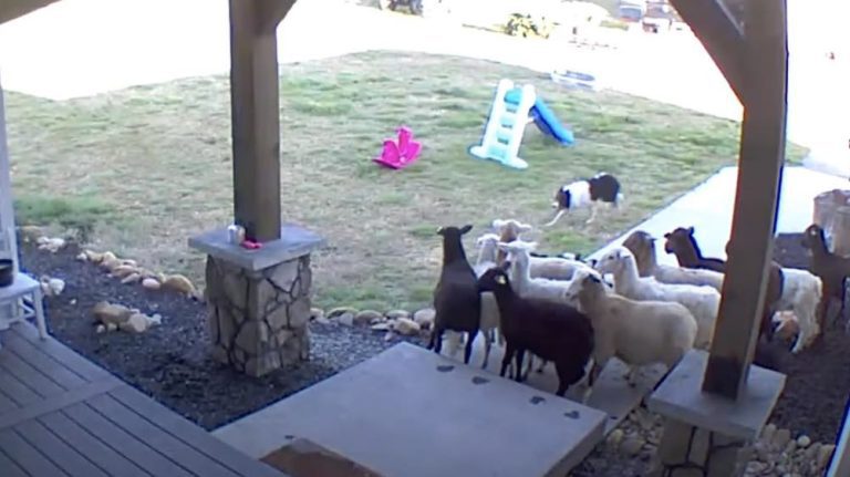 Border Collie Home Alone Herds Sheep Onto Family’s Porch